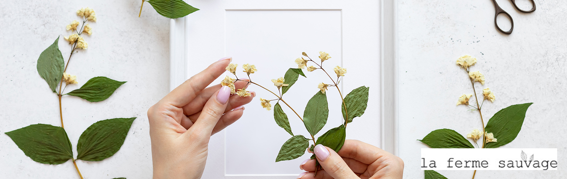 Feuille herbier sous verre