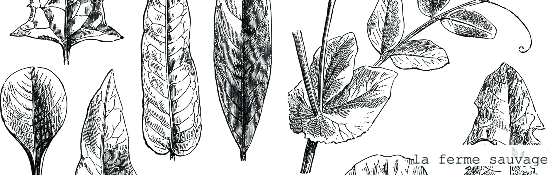 Exemple herbier atypique