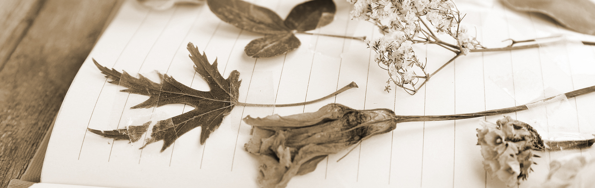 Album herbier sauvage