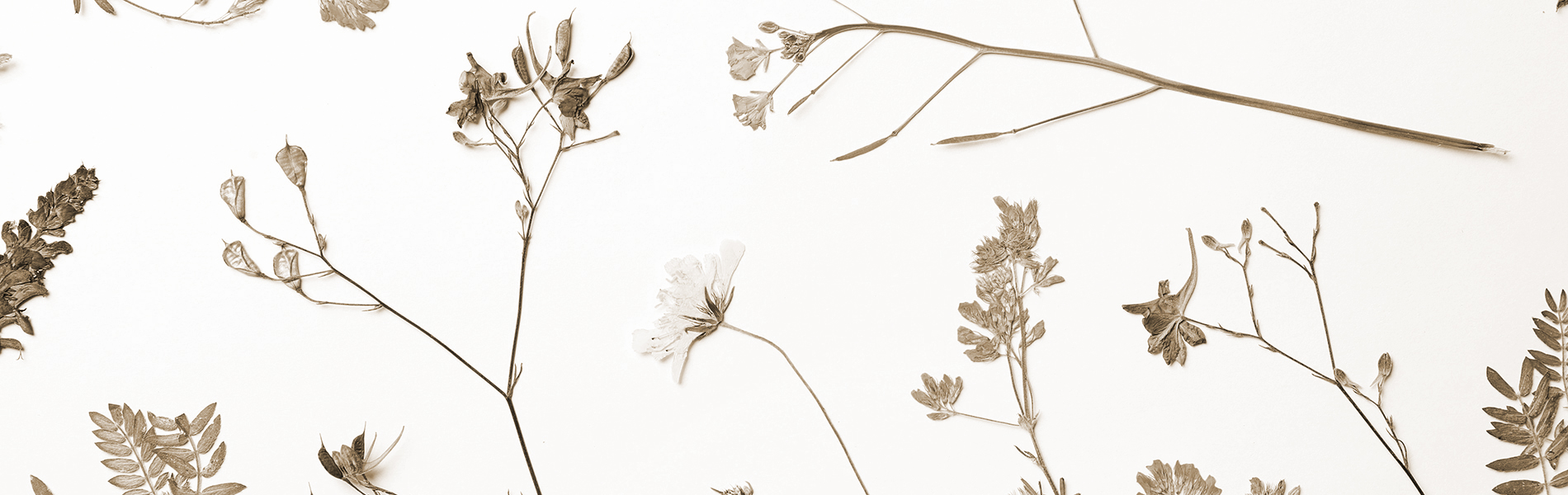 Vente collection herbier