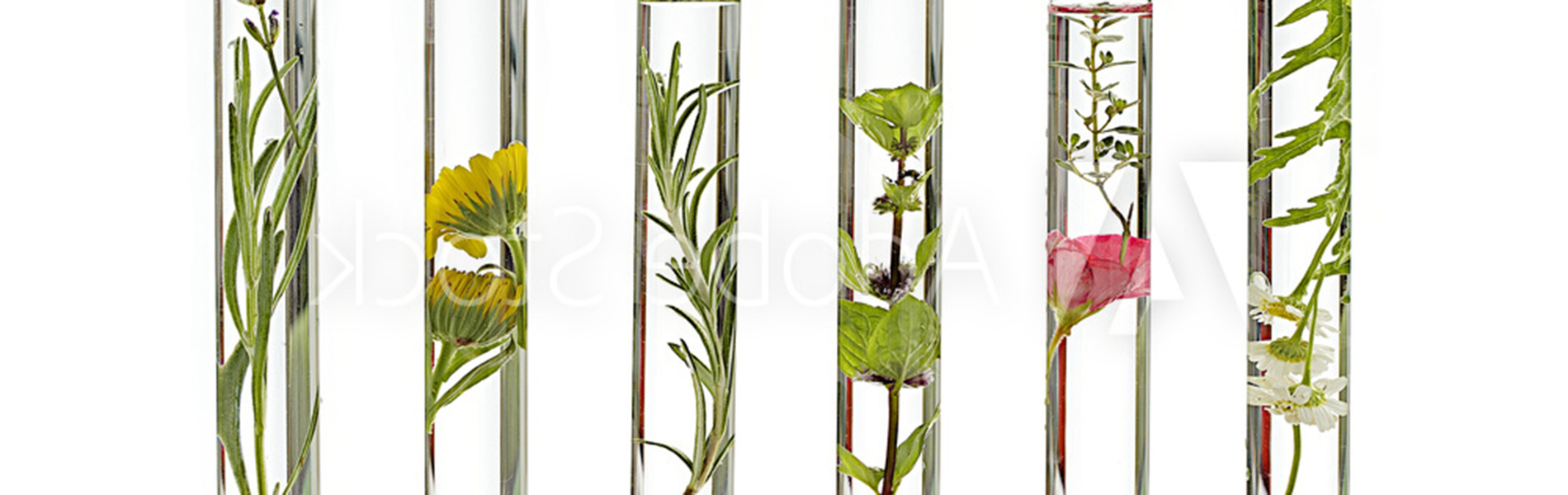 Exemple herbier sous verre
