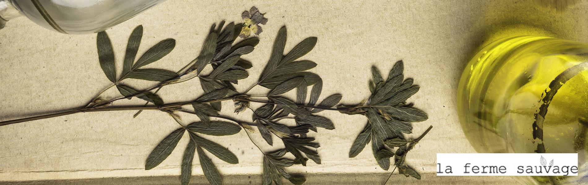 scrapbooking herbier fleurs sauvages Paris (75001)