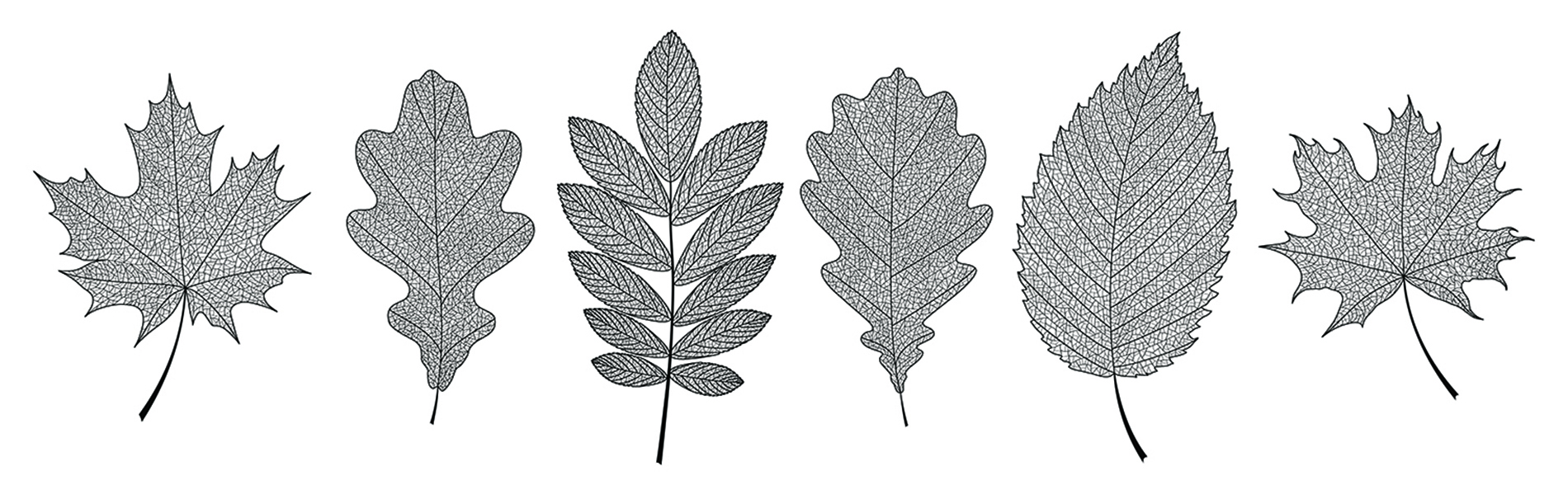 рентген листьев. скелетирование липы. листья под рентгеном. рентген листьев. Albert koetsier рентген цветов.