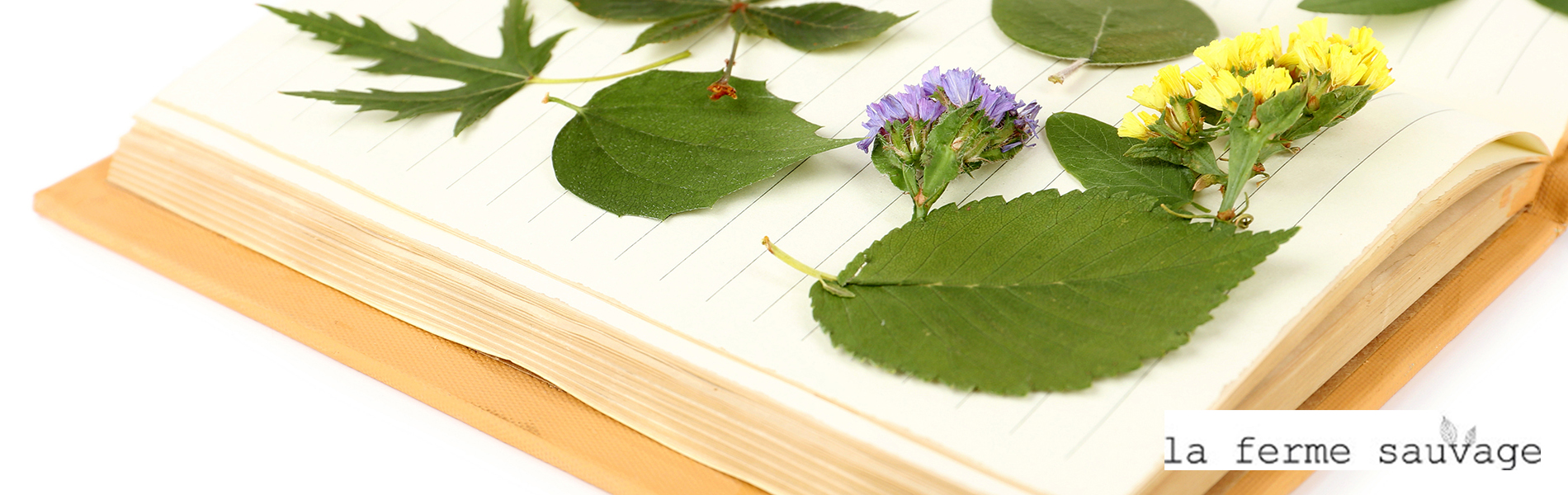 Etiquette herbier fleurs sauvages