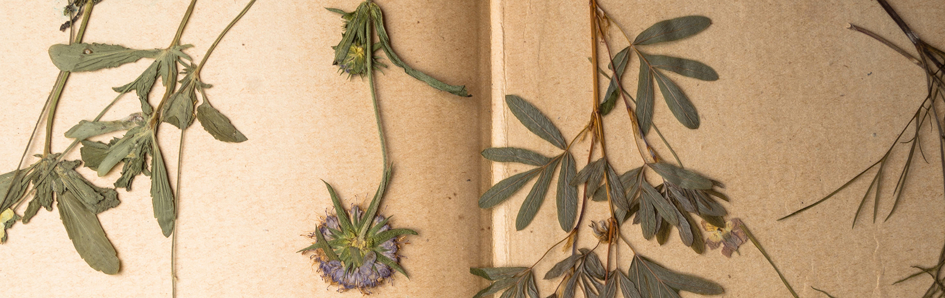 classeur collection herbier Lyon (69001)