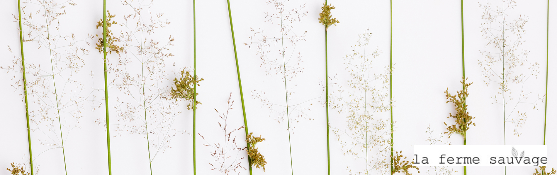 Tableau herbier modele