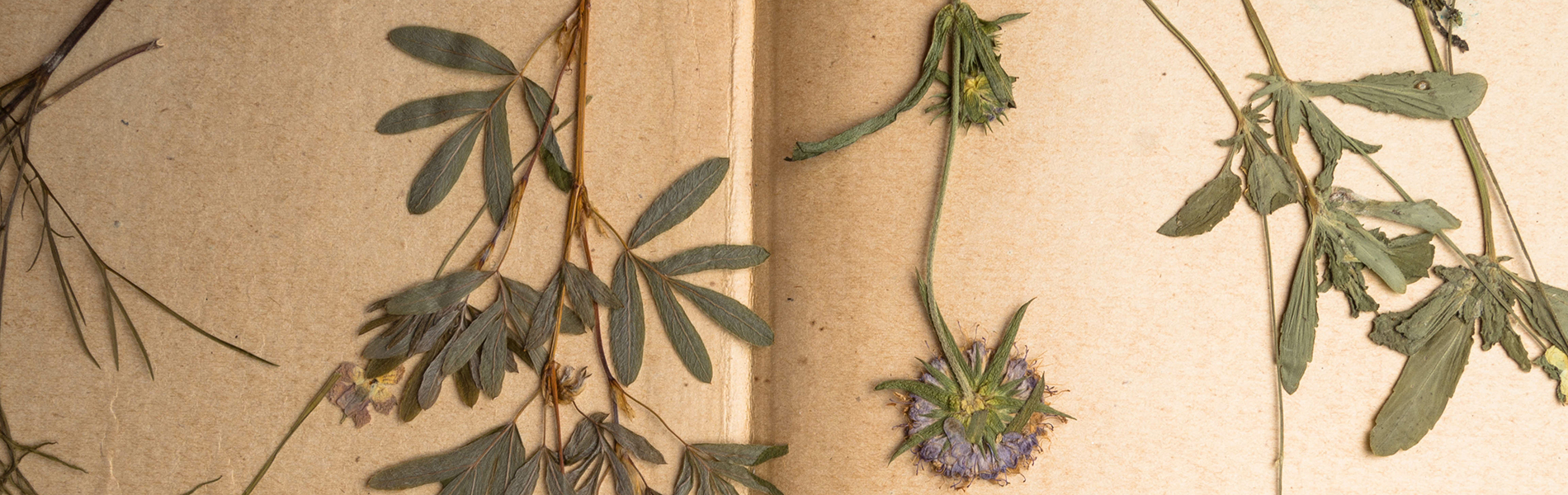 Etiquette herbier sauvage
