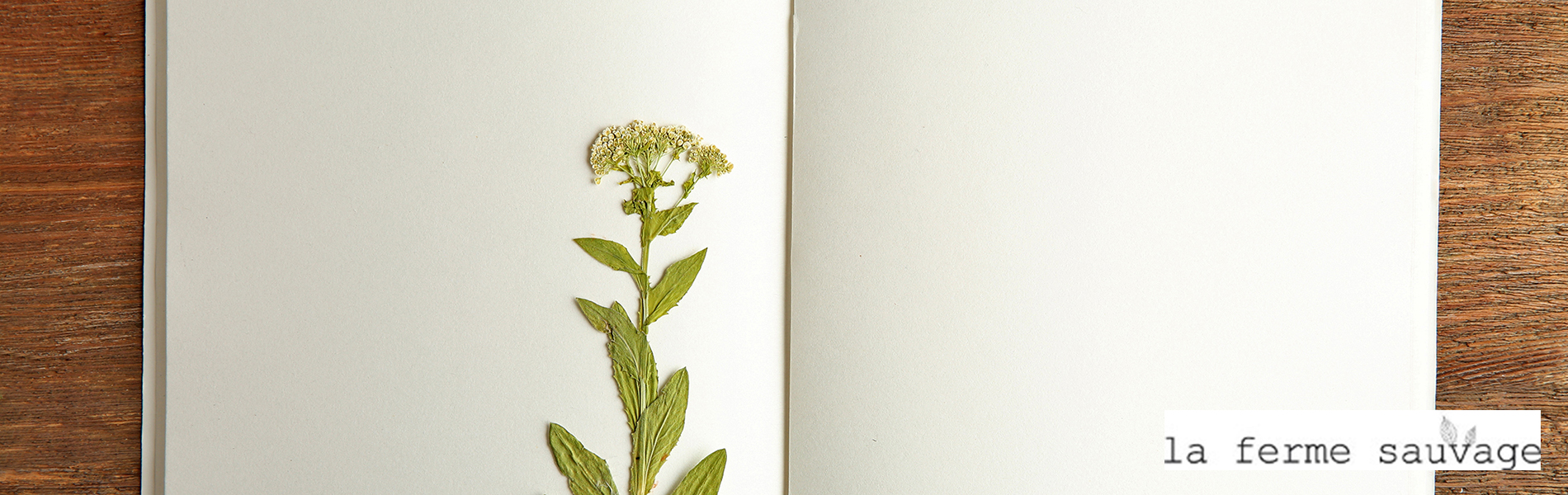 Album herbier sauvage