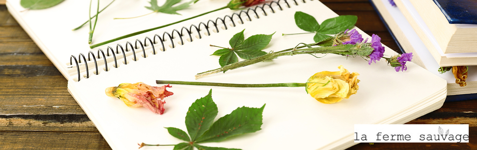 Comment faire un herbier sous verre