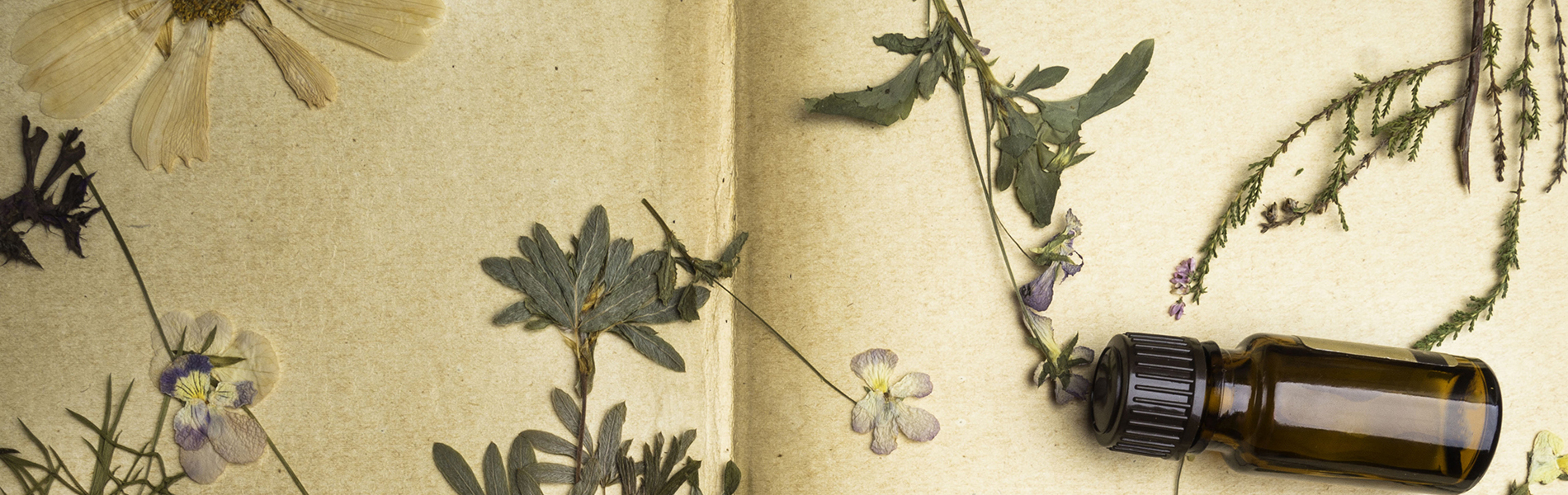 Album herbier sauvage