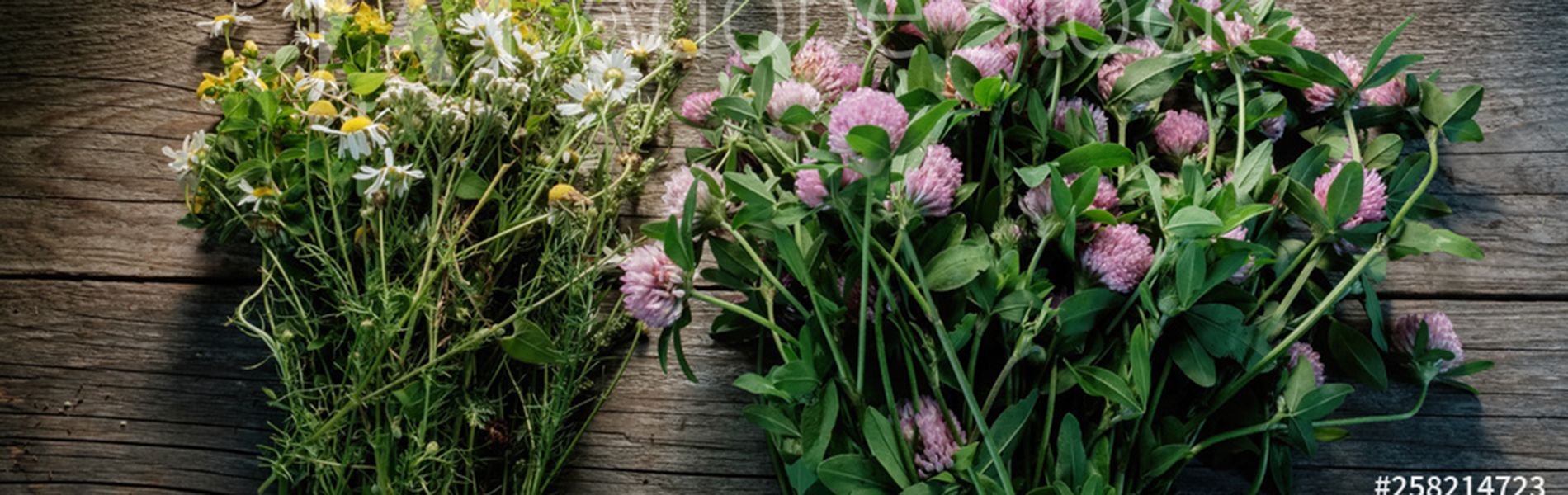 Feuille herbier en vente