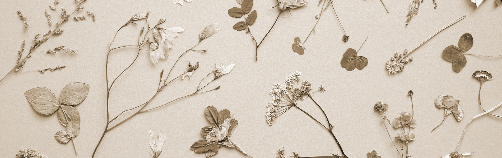 Comment faire un herbier rapidement album herbier