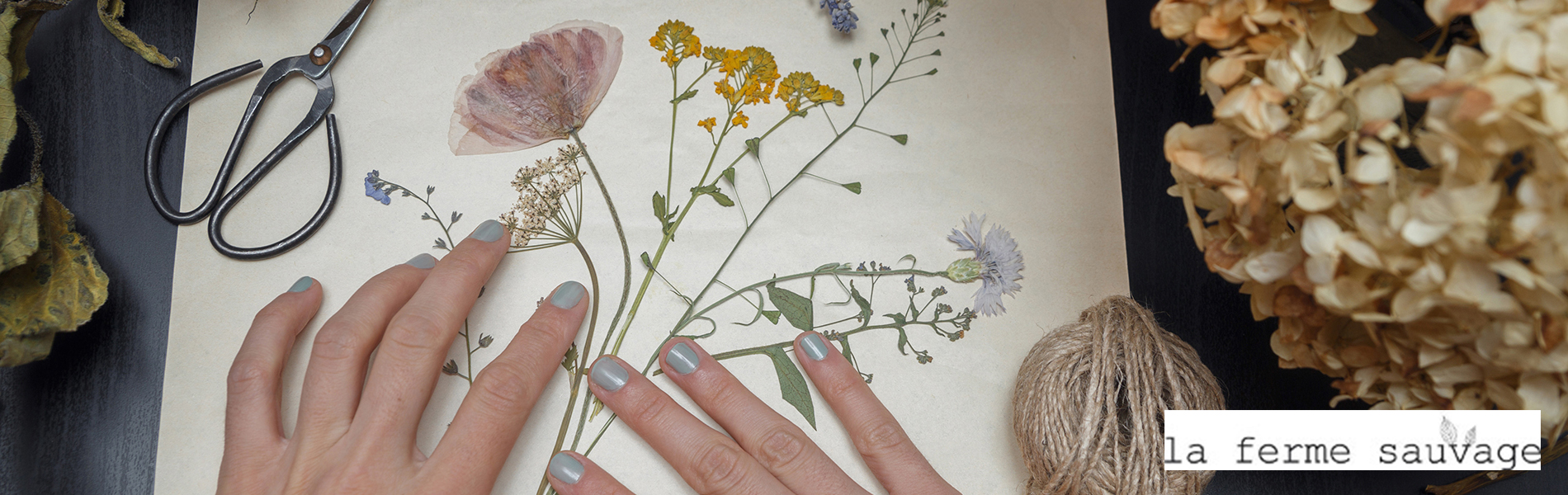 Feuille herbier sous verre