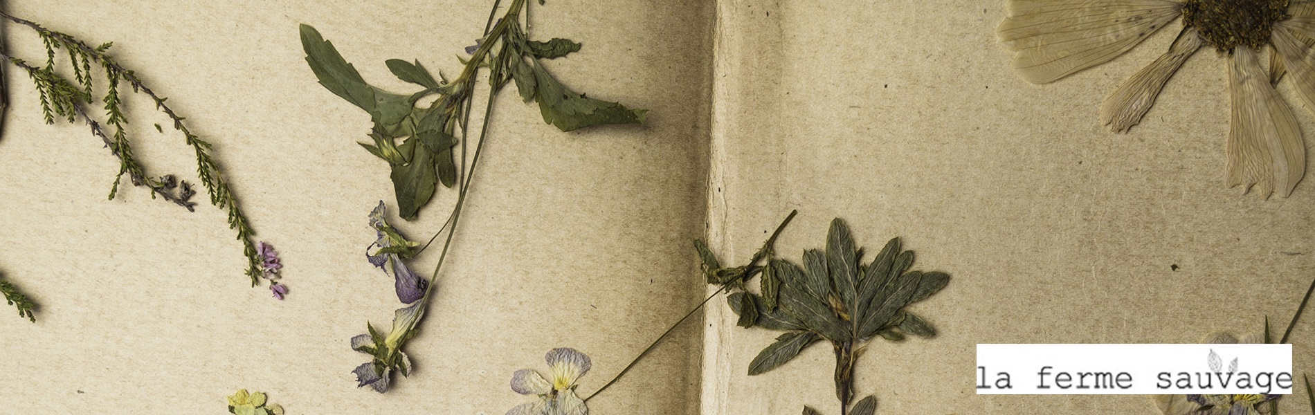 Comment faire un herbier sous verre