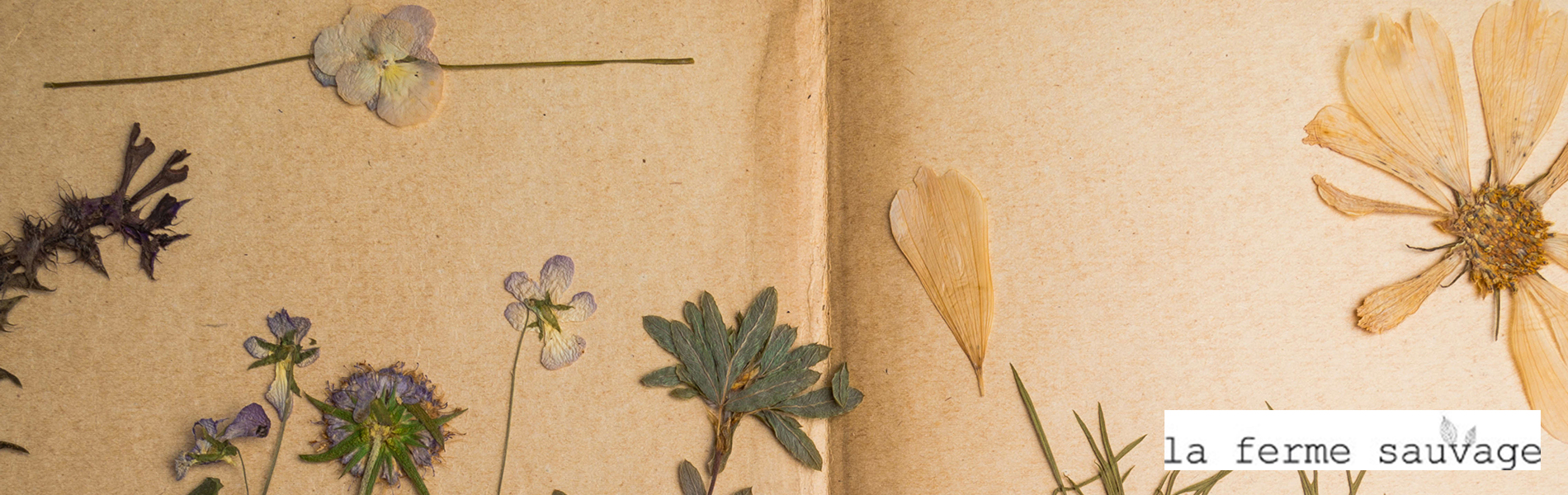 comment construire un herbier album herbier Paris (75001)