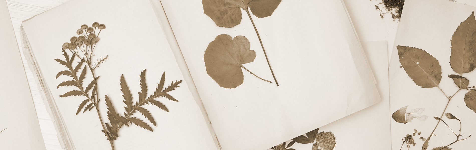 Album herbier