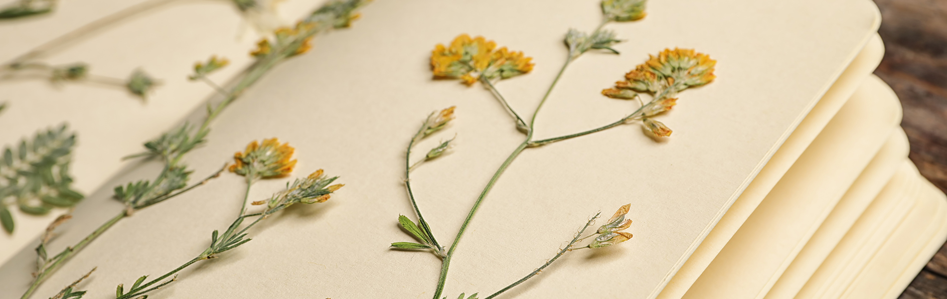 Papier gommé herbier en ligne | Ferme sauvage