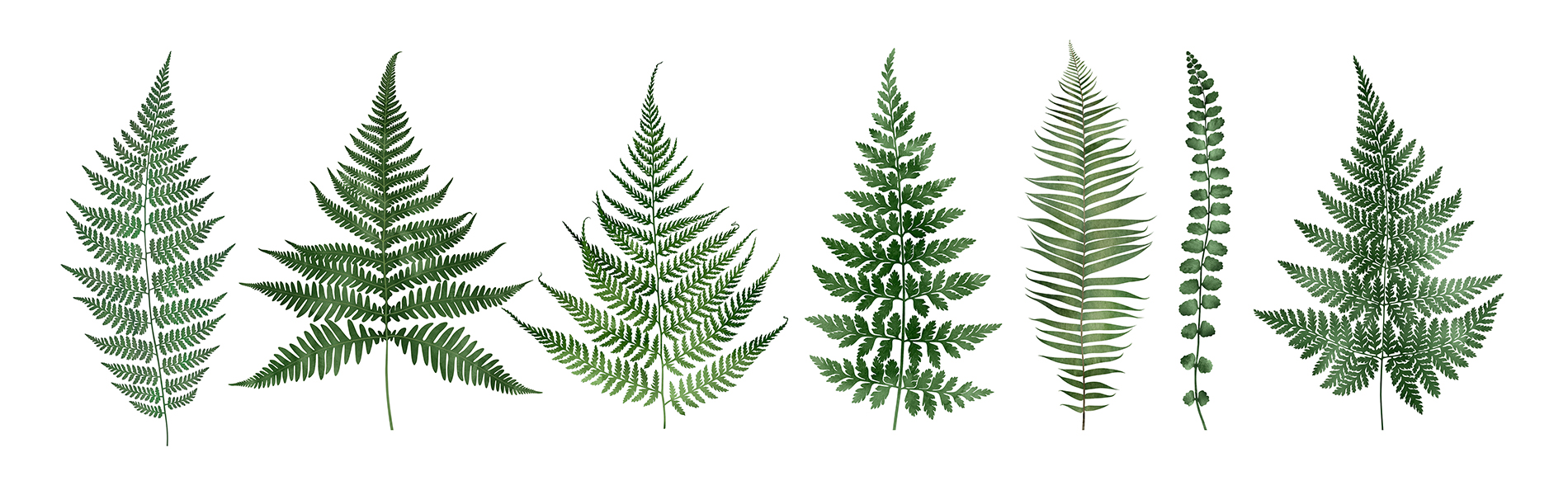 Exemple herbier dessin
