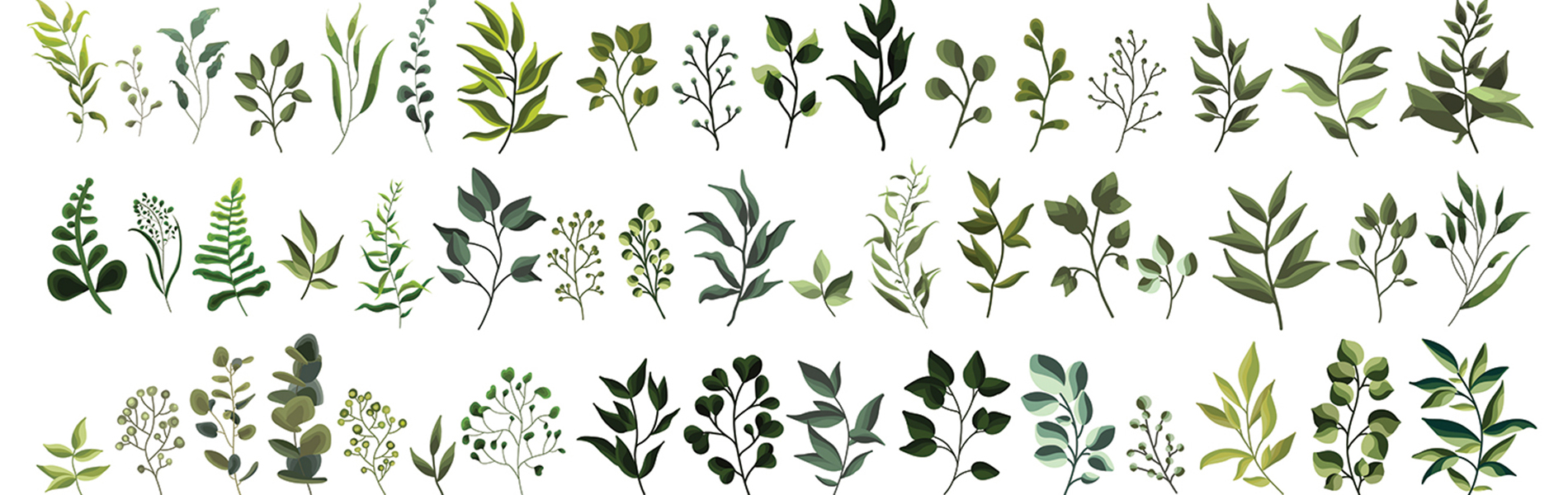 Exemple herbier dessin
