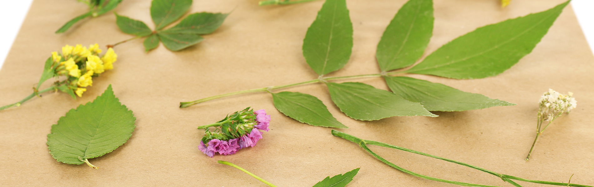 Feuille herbier exemple