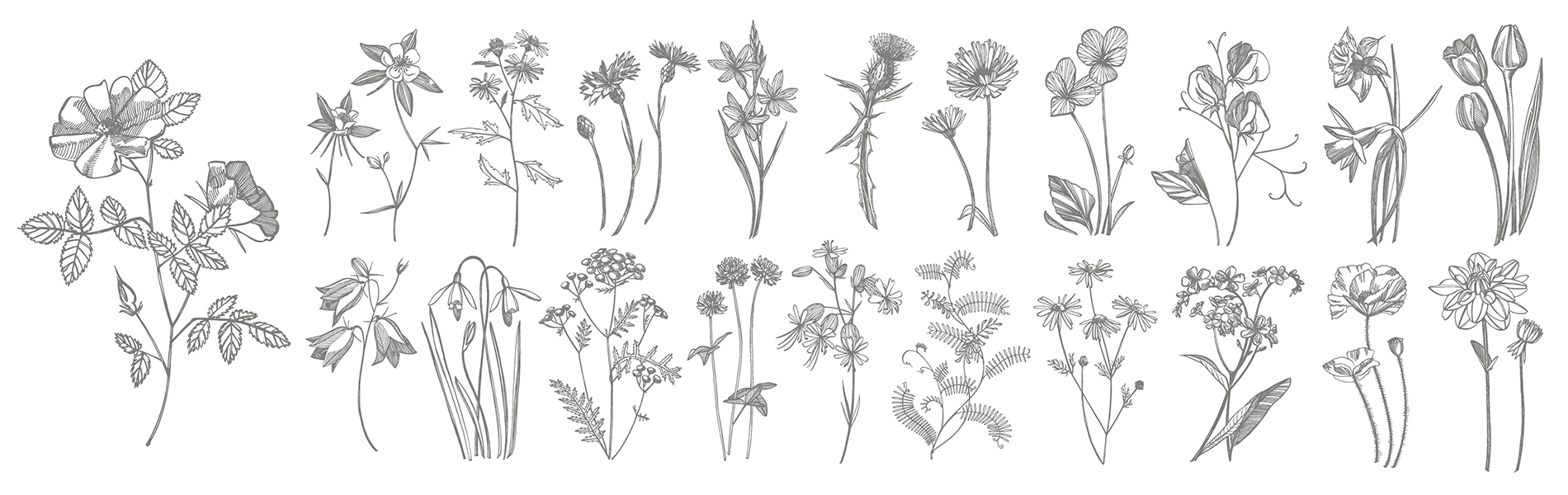Feuille herbier fleurs sauvages