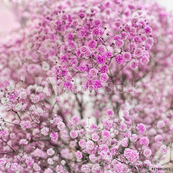 Plante herbier en ligne