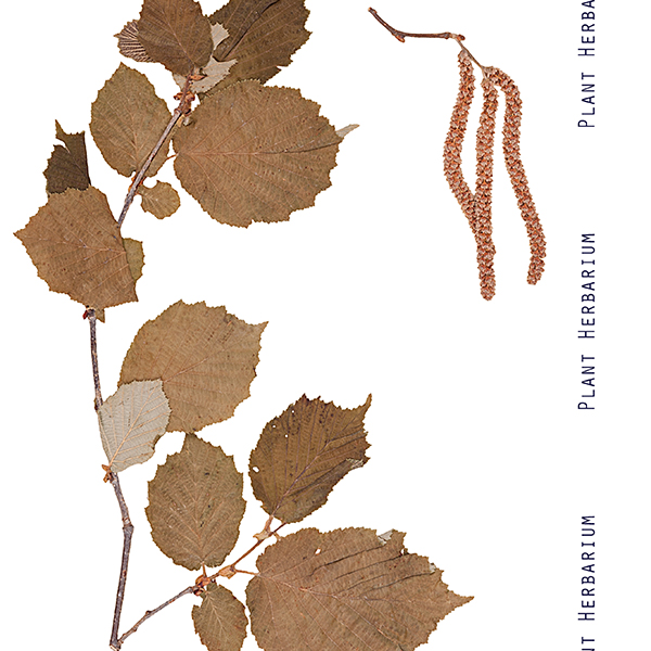 Herbier feuille