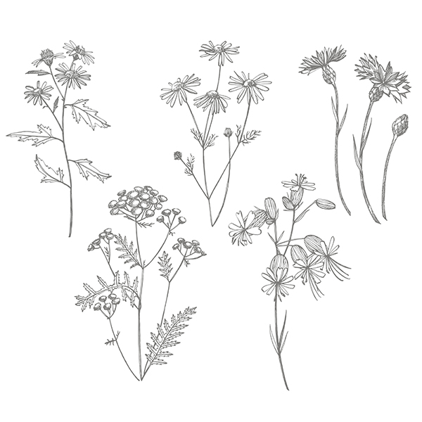 Reliure herbier