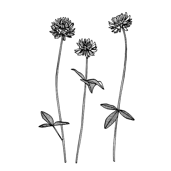 Reliure herbier fleur