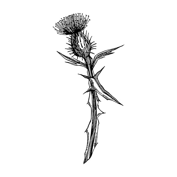 Reliure herbier fleur