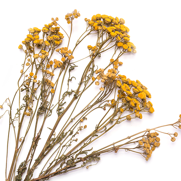 Feuille herbier sous verre